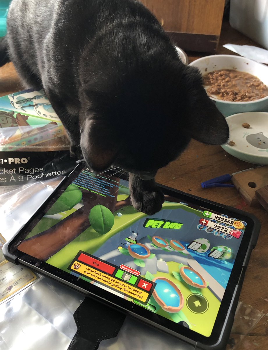 taliesinsilver's tweet photo. Even kittehs love Ropets #RopetsGame https://t.co/SFhGlQSfIZ