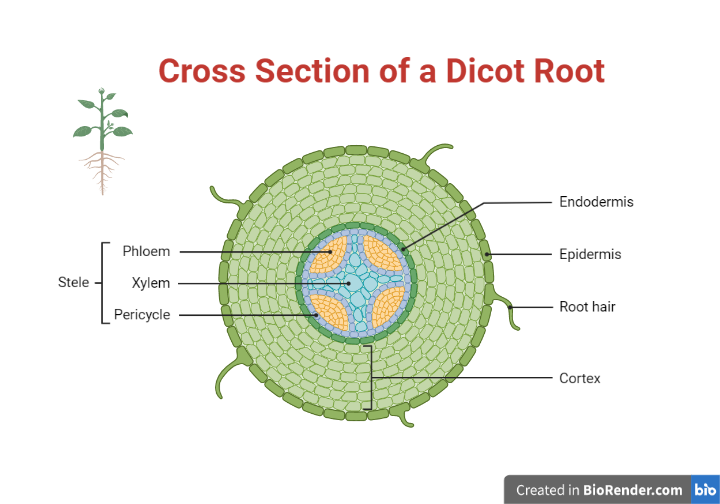 SCIENCEVIVID2's tweet photo. Plant roots are critical structures that anchor plants in the ground and perform a variety of important activities. https://t.co/1ElQKNPS7F
#sciencevivid #roots https://t.co/HDshxqoxKb