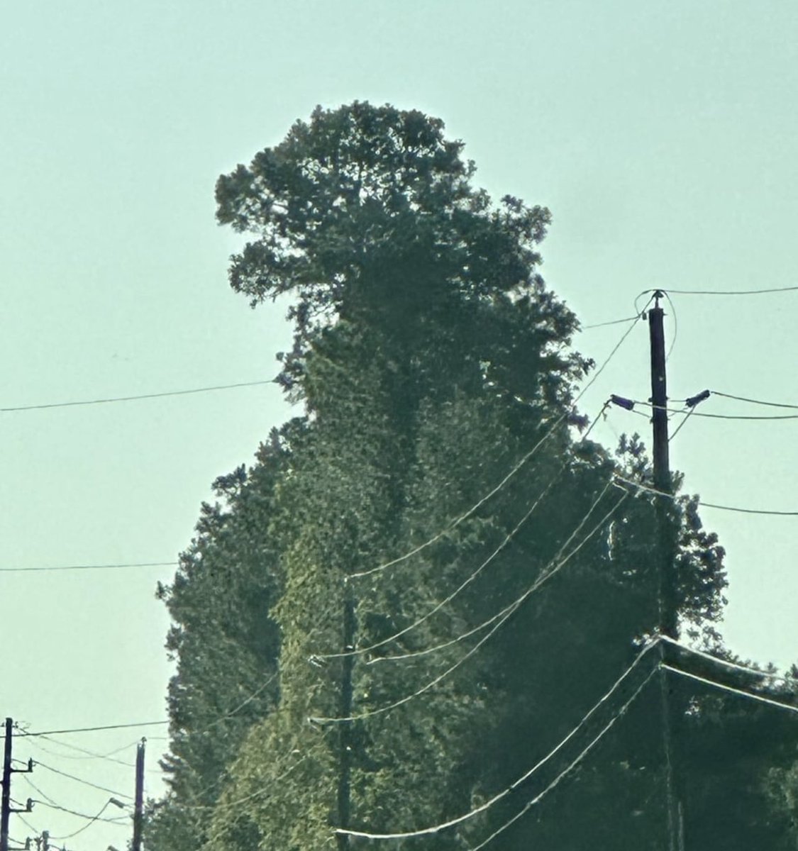 mr_goji1954's tweet photo. Godzilla caught in the wild https://t.co/QIKTprKL4C