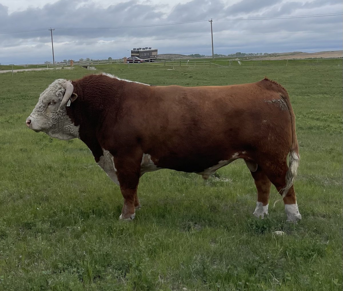 Grabbed this pic of herdsire BR 69D Heavy Hitter ET 40H in the pasture at Church Ranches Balzac Ab #herefords <a href="/CAN_Hereford/">Canadian Hereford</a>