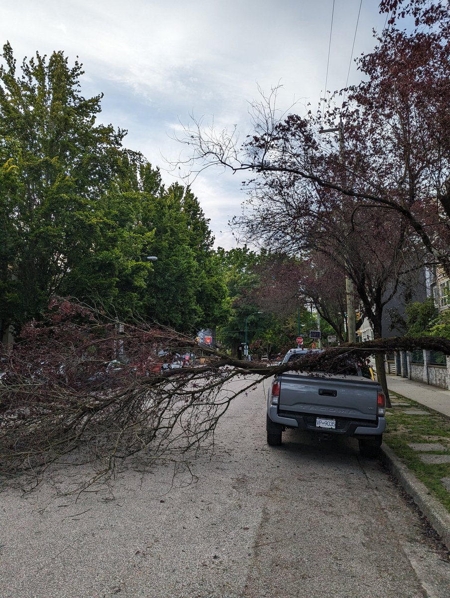 markalanfriesen's tweet photo. @CityofVancouver please note this fallen tree on Heather street near 17th avenue. https://t.co/3PFLoxNB3V