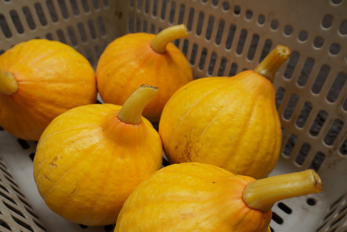 minor_farmer's tweet photo. 本日のお勧め野菜はコリンキーとインゲンです。 https://t.co/A6VLRLQZqb