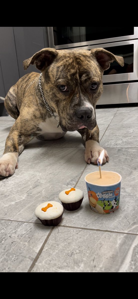 chadconte's tweet photo. Happy Bark-Day.  #birthdaydog https://t.co/KQxoMf8eDh