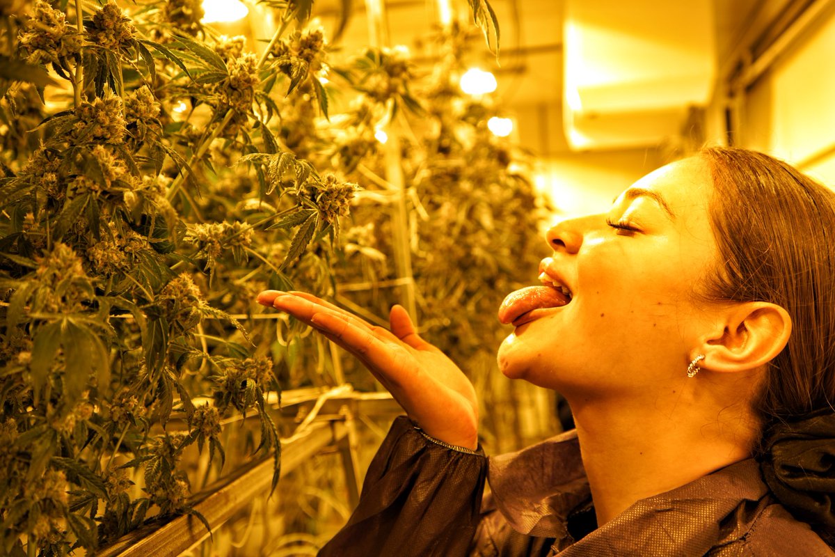 Are yall following <a href="/PORNNABIS/">PORNNABIS</a> yet? 👀🤍