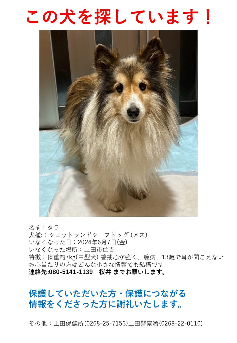 skgooon's tweet photo. 長野県上田住吉付近で2024年6月7日のお昼��ぎに脱走し、現在も見つかっていません。目撃情報ありました、DMもしくは画像の連絡先までご連絡いただけると助かります。#迷子犬 #迷い犬 #長野県
 #シェルティ #中型犬 #上田市 https://t.co/os1MojsZKE