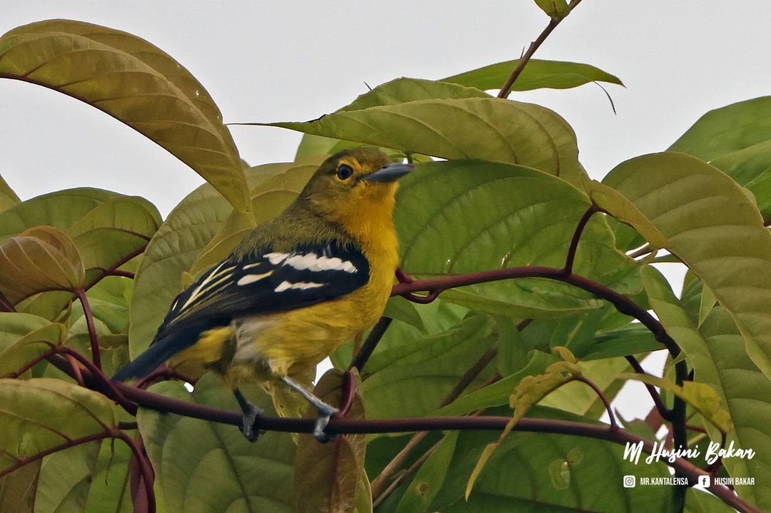 TheBatBotLab's tweet photo. Blending in: Common iora (Aegithina tiphia) in #Brunei. Photo: Husini Bakar. #Borneo #wildlife #birds #birding #wildlifephotography #BirdsSeenIn2024 https://t.co/TBkPVThpoc