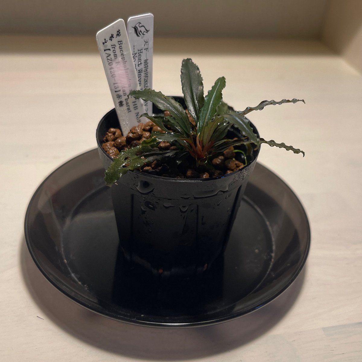 やっぱ赤軸最高😊 Bucephalandra sp.