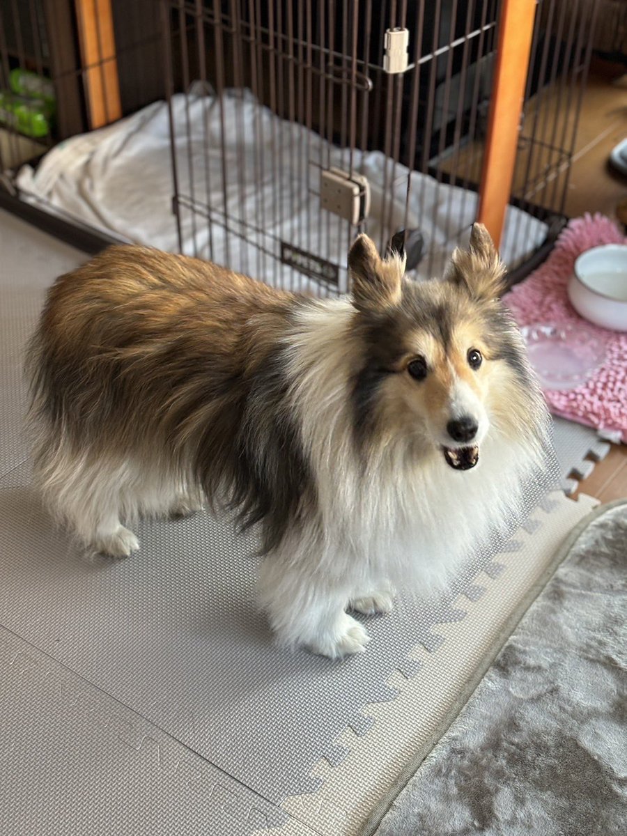 skgooon's tweet photo. 普段は上田市の大屋駅付近に住んでおり、脱走時は一時的に上田市住吉付近にいました。飼い主と離れていたこともあり、不安になって飼い主の元に帰えろうとしたのかもしれません。大屋駅付近で見かけましたら、ご連絡ください。
#長野県 #上田市 #迷子犬捜索 #迷子犬 #シェルティ  #拡散希望 https://t.co/lxXnNsqjt3