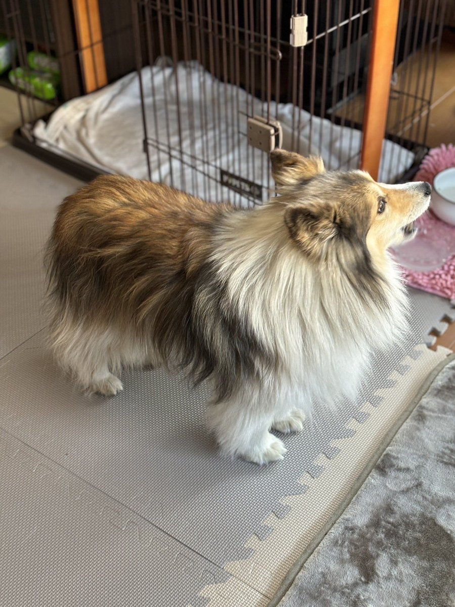 skgooon's tweet photo. 普段は上田市の大屋駅付近に住んでおり、脱走時は一時的に上田市住吉付近にいました。飼い主と離れていたこともあり、不安になって飼い主の元に帰えろうとしたのかもしれません。大屋駅付近で見かけましたら、ご連絡ください。
#長野県 #上田市 #迷子犬捜索 #迷子犬 #シェルティ  #拡散希望 https://t.co/lxXnNsqjt3
