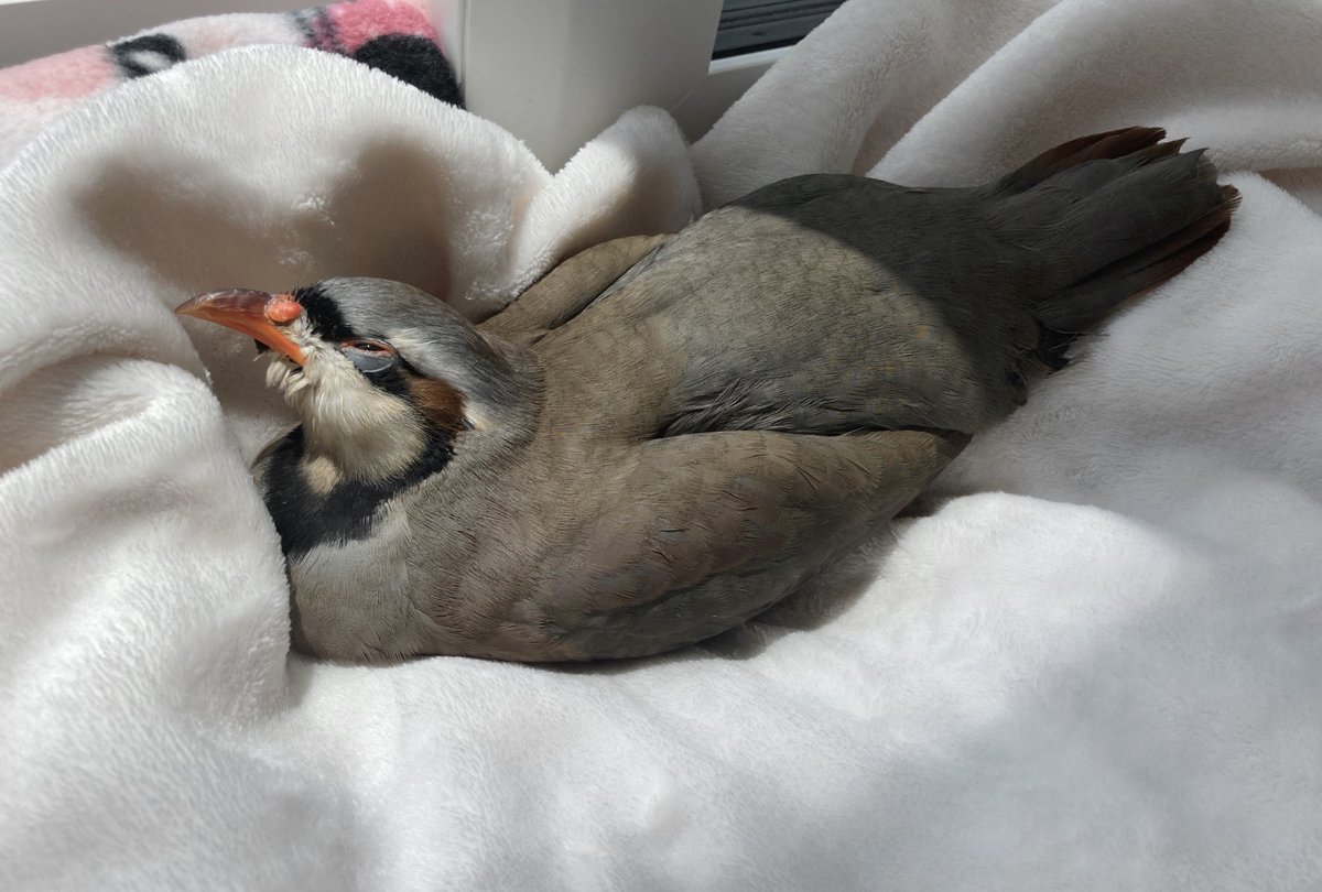 イワシャコさん。昨夜飼い主の手の中で眠るように亡くなりました。

昼間たくさんお日様浴びてほかほか気持ちよかったね。最後までとっても良い子だったね。一緒に生きてくれてありがとう。大好きだよ。