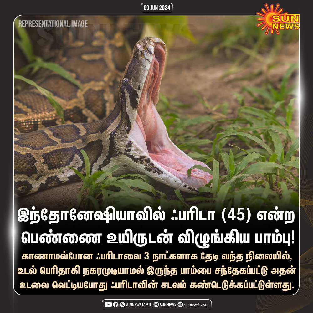 sunnewstamil's tweet photo. பெண்ணை உயிருடன் விழுங்கிய பாம்பு!

#SunNews | #Indonesia | #Python https://t.co/hDQfGvL56V