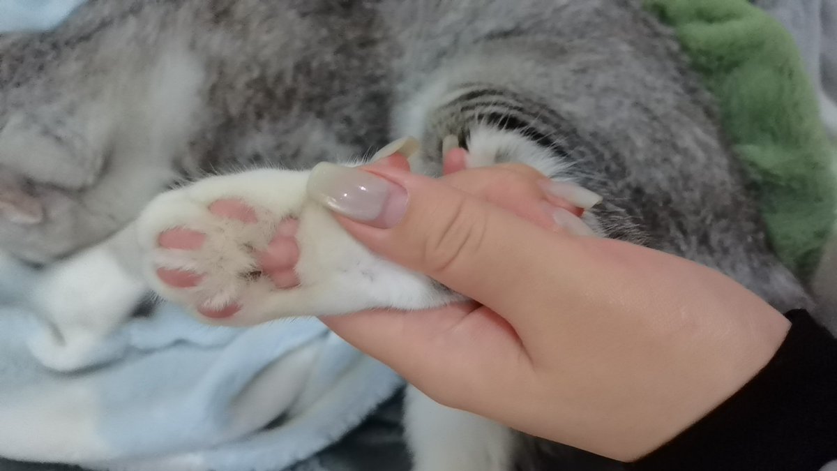 粉粉的爪子臭臭的 https://t.co/DJCGMHSxoh