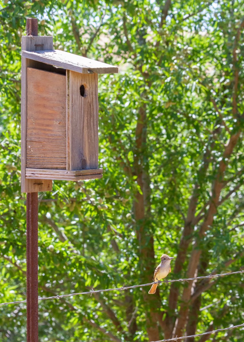 an Ash-throated Flycatcher hanging out on the front porch of their almond orchard 🌳 nest box…
