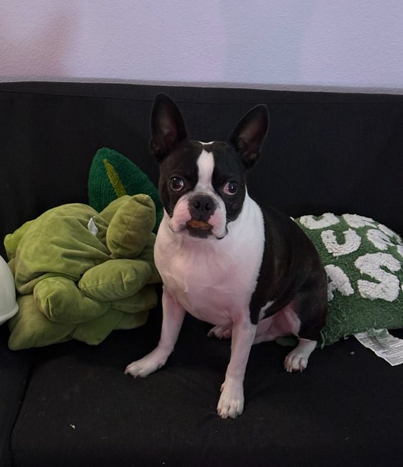 50 likes and I&rsquo;ll eat him https://t.co/iWsd2HufC2