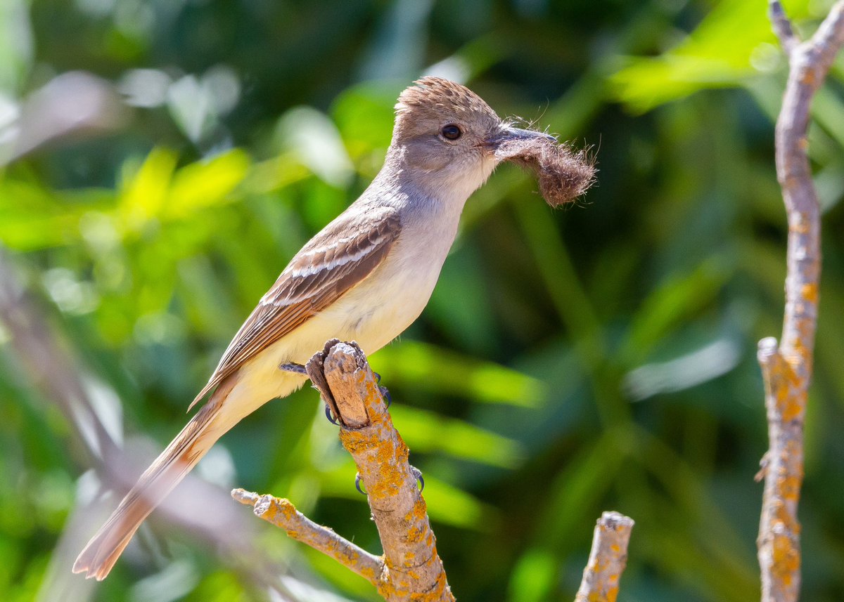 Ash-throated Flycatcher with some home decor aka nest material…