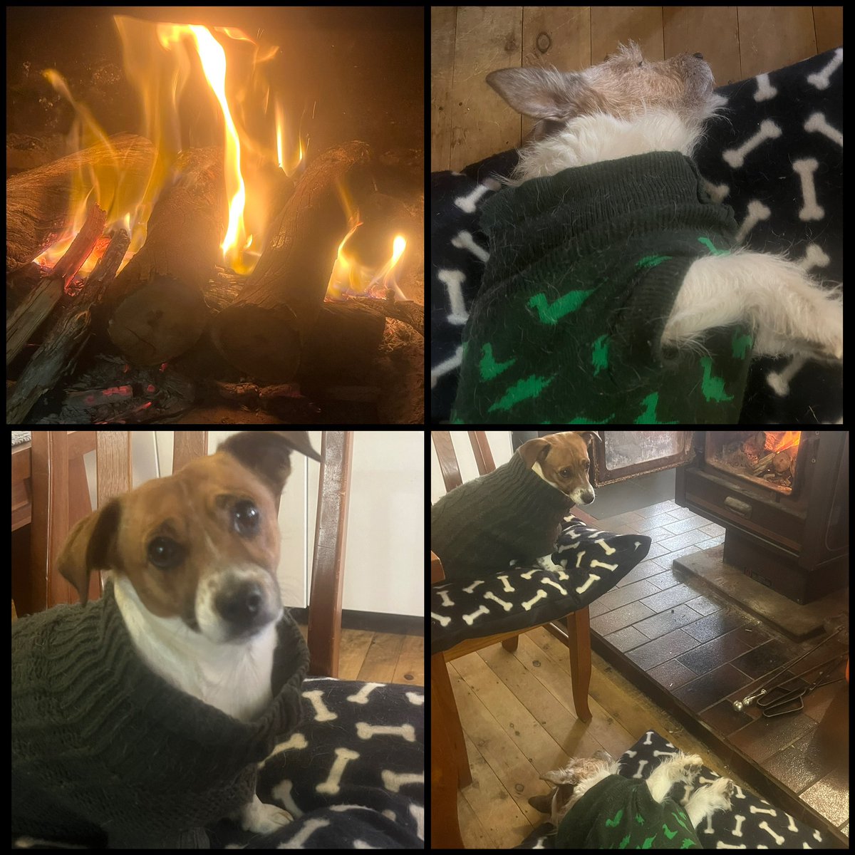 christine4682's tweet image. Nothing beats the cold than sitting In front of the fire in your warmest jumper or pjs 🤣🔥😁

#jackrussell #jackrussellterrier #jackrussellsofinstagram #dinosaur #logfire #logfires #fireplace #sittinginfrontofthefireplace #doglife #doglifestyle