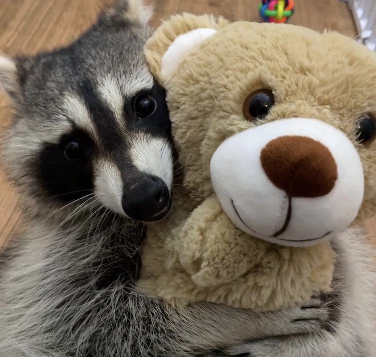 raccoonhourly's tweet photo. https://t.co/AQJGnLMhlH