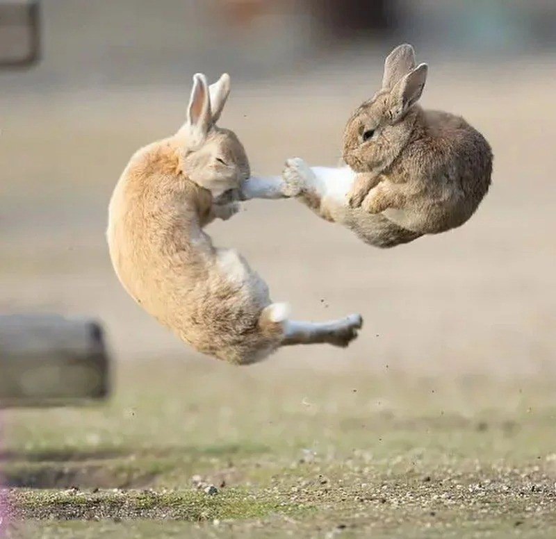 NamiHappyy's tweet photo. Rabbits fighting in the air, that's interestingLol🤣 https://t.co/28Q17J7Ul0