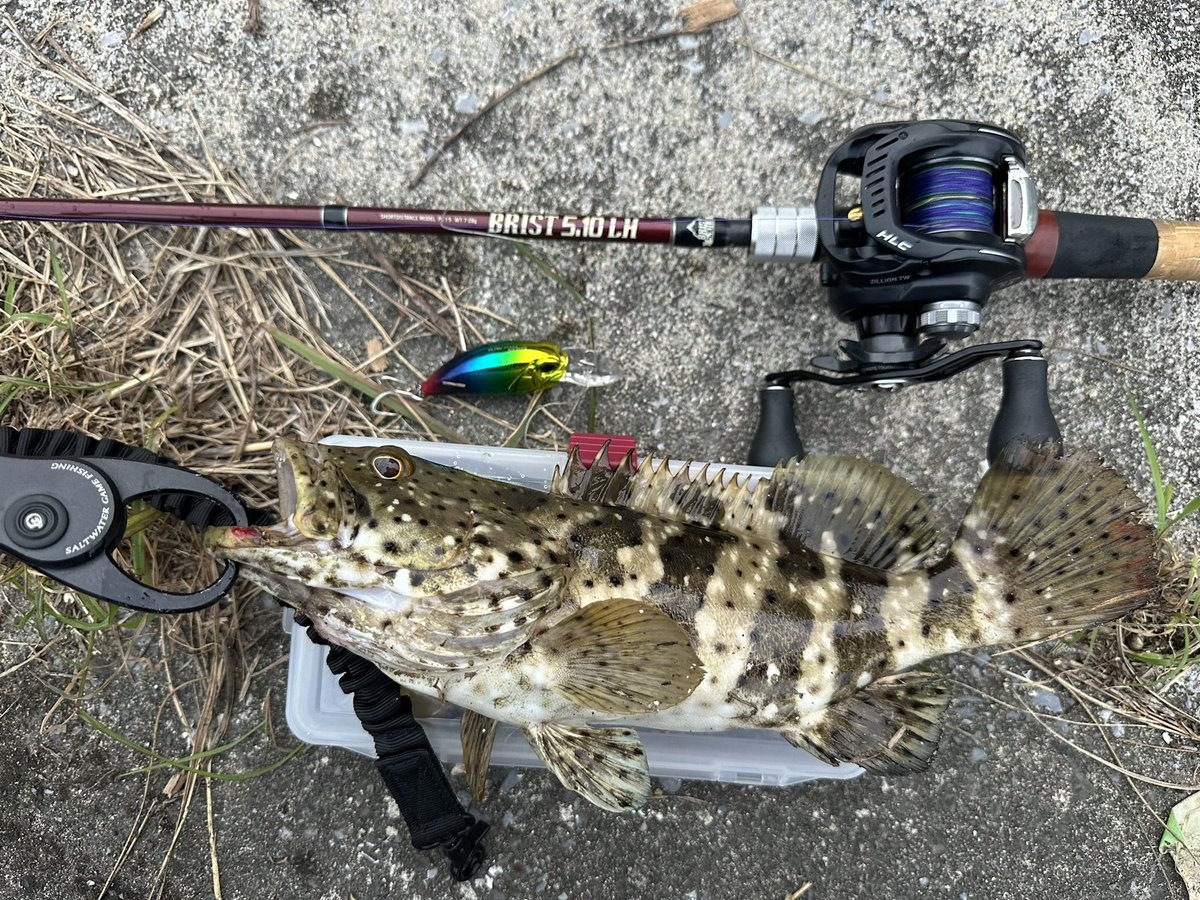 aranamilife's tweet photo. 最近相性の良いお魚達🐟🎣

ミーバイ

ヤイトハタ

#ZILLIONTWHD1000
#beamscrawla66lプラス
#ZILLIONTWHLC1516
#fishmanBRIST510
#OCEANGRIPOG2100
#HOOKREMOVERHR165S
#ヤイトハタ https://t.co/Hy39MXR4l2