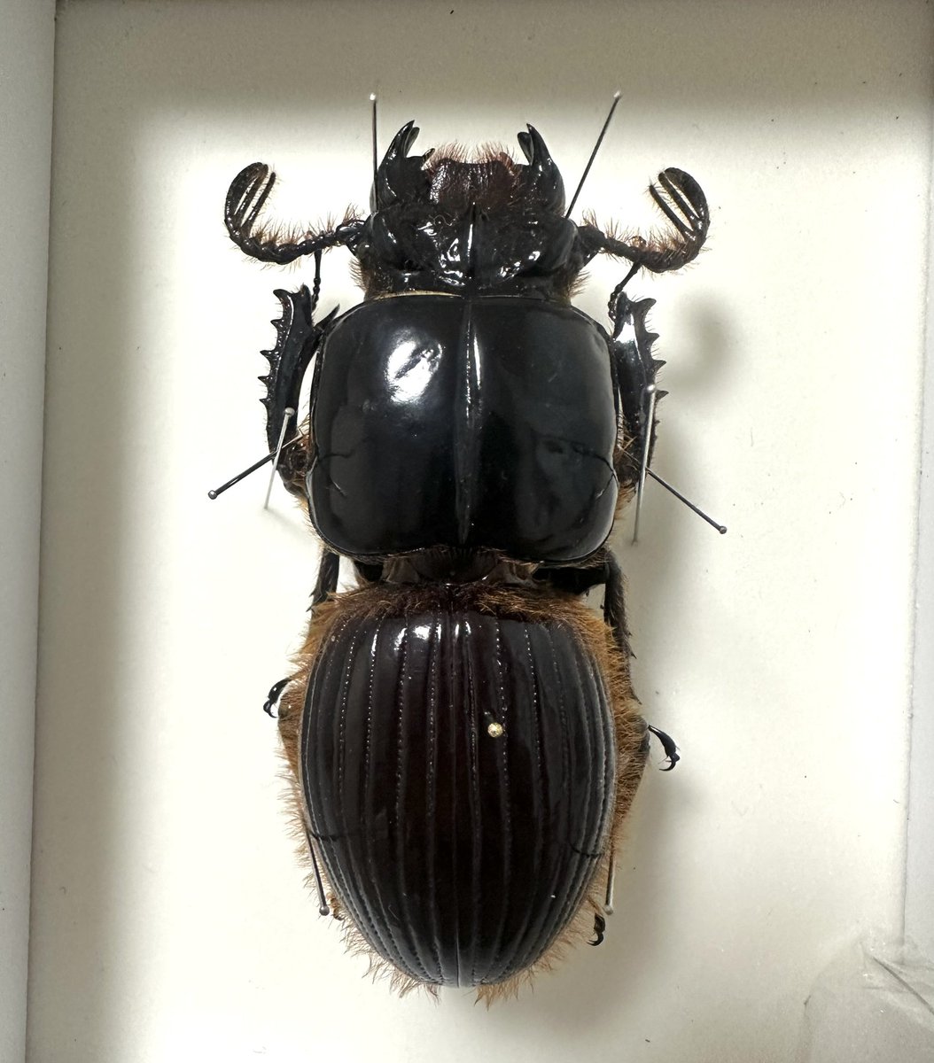 オバケクロツヤムシ