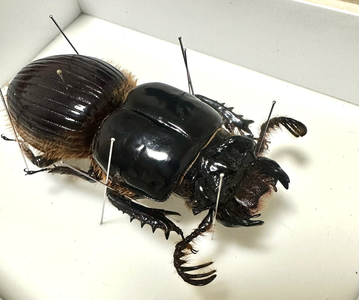 オバケクロツヤムシ