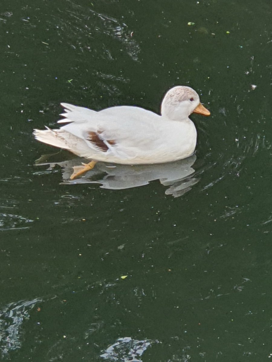 Gareth Evans tweet media