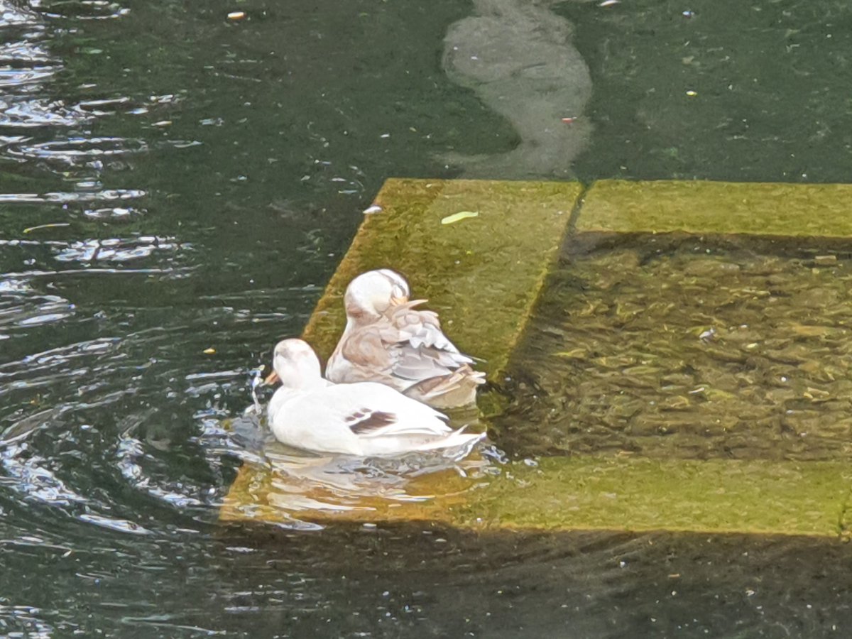 Gareth Evans tweet media