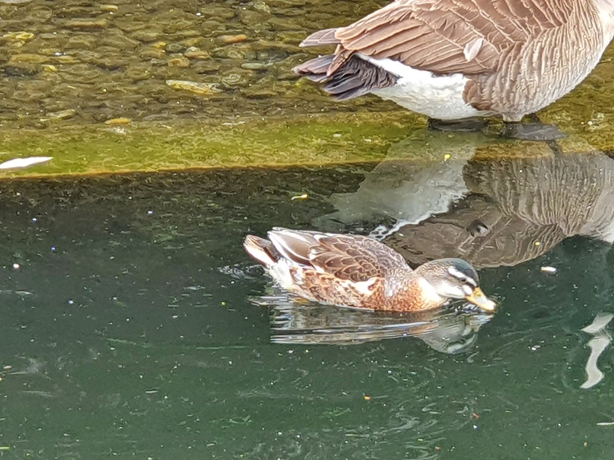 Gareth Evans tweet media