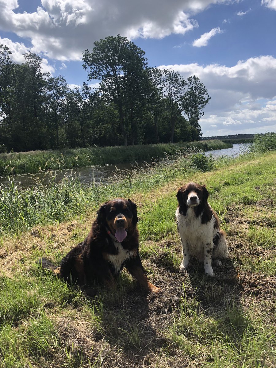 Lekker wandelen met de honden vandaag!