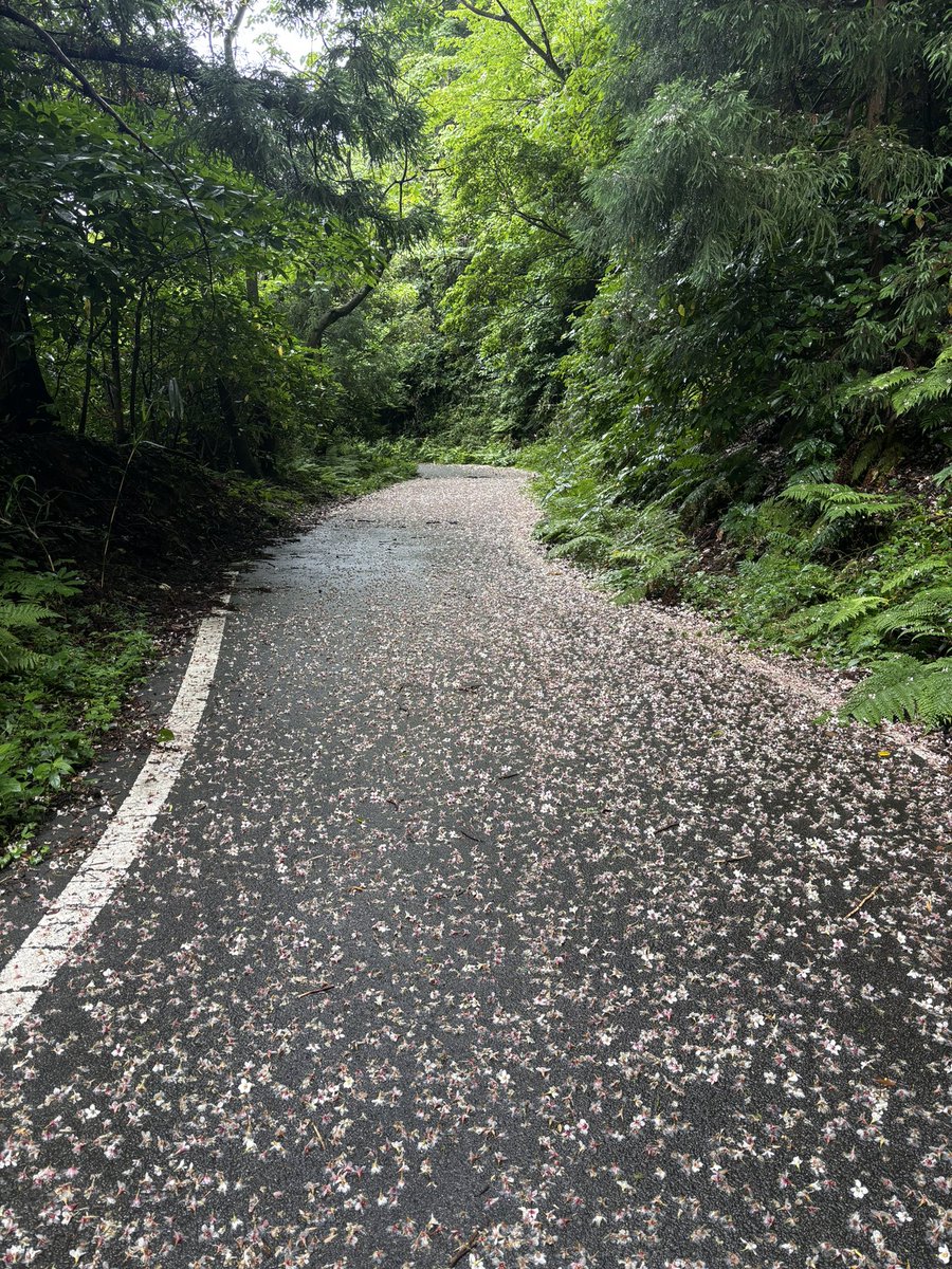 松江北山ヒルクライム2連覇💪
路面がツルツルでダンシングで後輪滑りまくる🤣
風もあったし、タイムはイマイチだったな😅

#dizo
#dizobike
#ourea
#DREAMWORKS
#ソナリア
#平川ふとん店
#かんスポーツカイロプラクティック