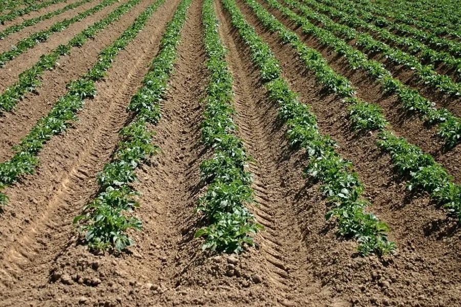 If you are interested in modern potato farming, like repost and therefore we'll guide you