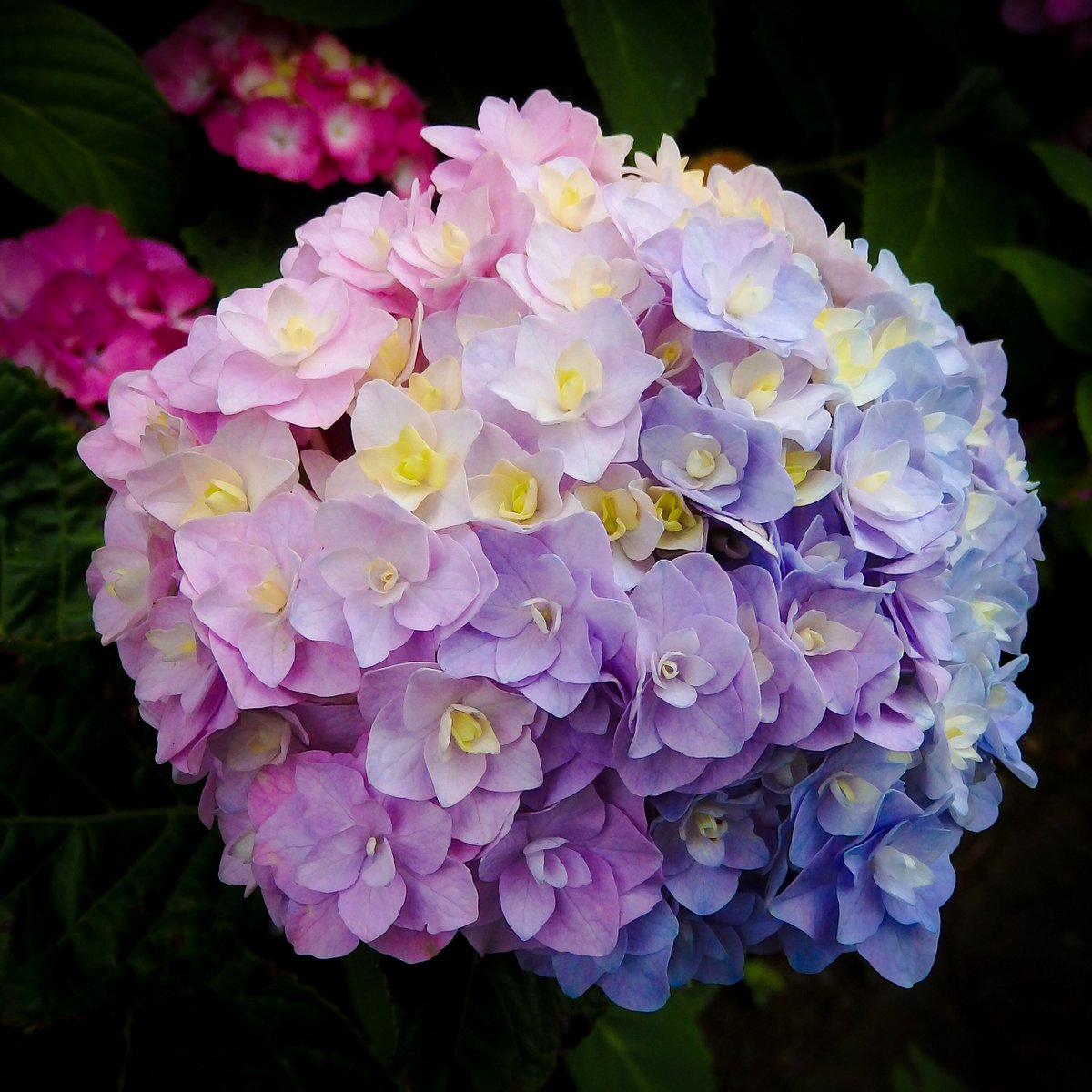 虹色の紫陽花🌈綺麗でした。
