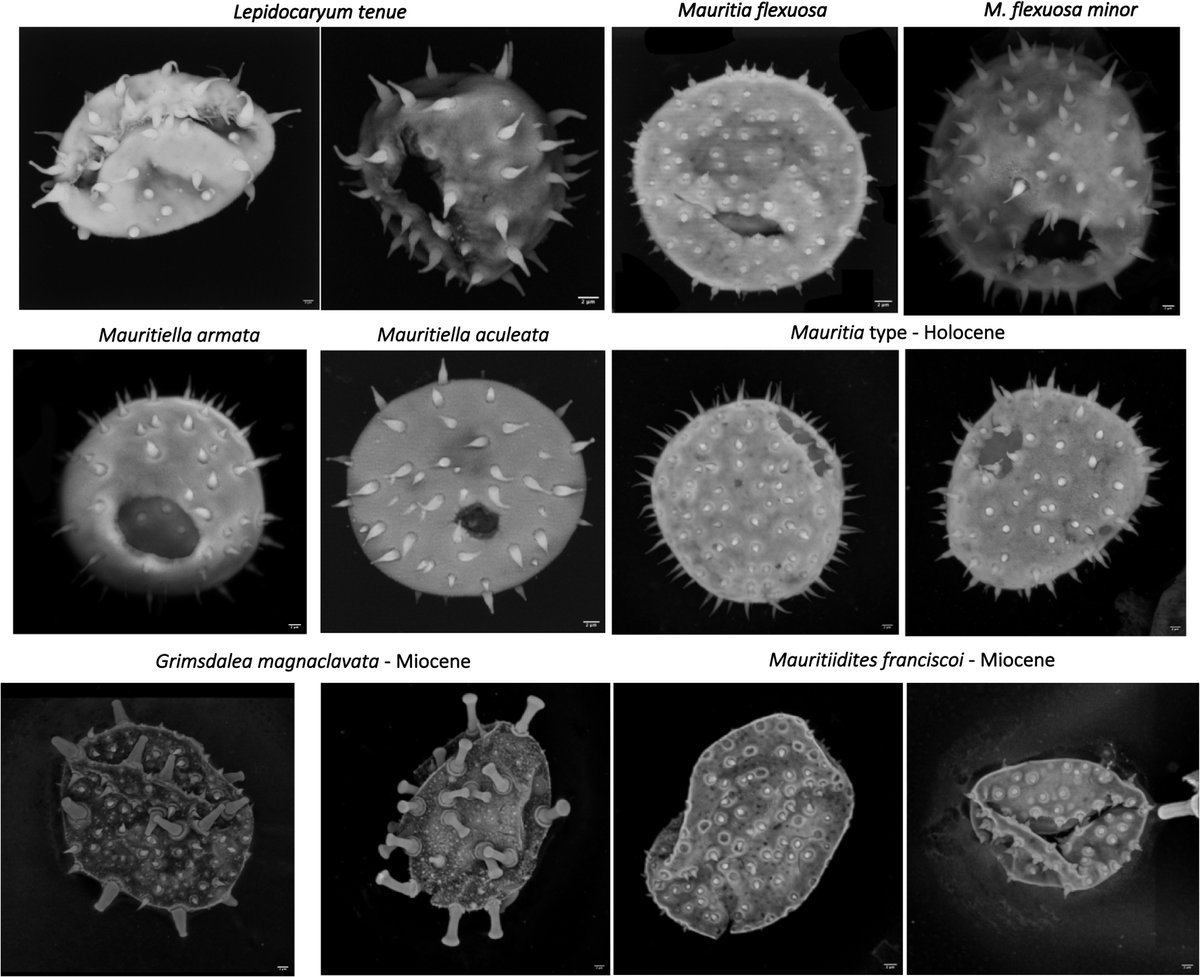 AsiaPaleofloras's tweet photo. Application of confocal laser microscopy for identification of modern and fossil #pollen grains, an example in #palm #Mauritiinae
https://t.co/X5l5O8pkiU https://t.co/pKUuW8BMNt