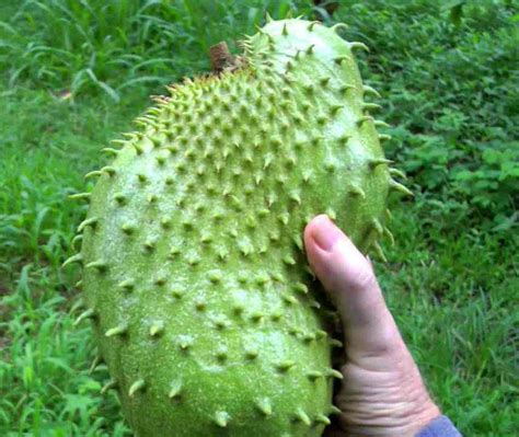 eleduardo_____e's tweet photo. @gunsnrosesgirl3 In Latin America we have different kinds of this fruit, this is called guanabana https://t.co/e9mu6Bcn0M