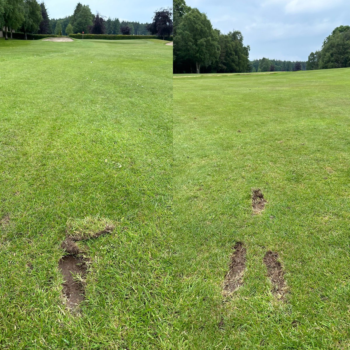 AndyF65's tweet photo. I despair 😩 repair your divots, whoever did the ones on the right needs a serious head rattle #golf #divots #castlehumegolfcourse #lougherne ⛳️ https://t.co/HXO6J4pMEo