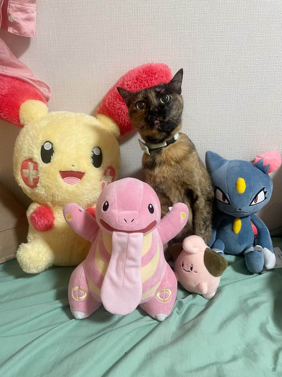 しゃーぽ tweet media