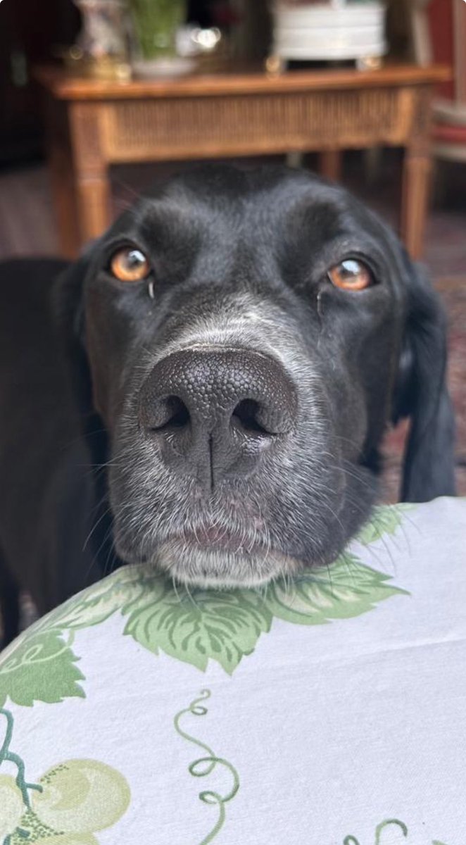 courbet_julien's tweet photo. Peut être pouvez nous nous aider nous les animaux , sachant que les jeux sont faits pour les #ElectionsEuropéennes2024 si vous ne savez pas pour qui voter .. #ElectionsEuropéennes2024 https://t.co/W5Oag8aEir