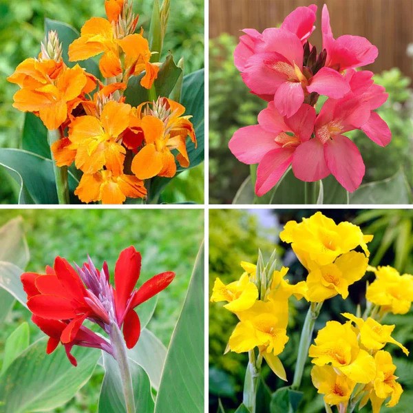 BeejwalaIndia's tweet photo. Buy Canna Lily Mix Color Flower Bulb Pack
https://t.co/OqXX7Z4mtR
🎁 SPECIAL OFFER: Up to 90% off
👉 https://t.co/qkdEnDEzlA
📦 Dispatch in 1 - 2 Days
#beejwala #Canna #Lily #FlowerBulb #garden #gardening https://t.co/Oq17gUtf4r