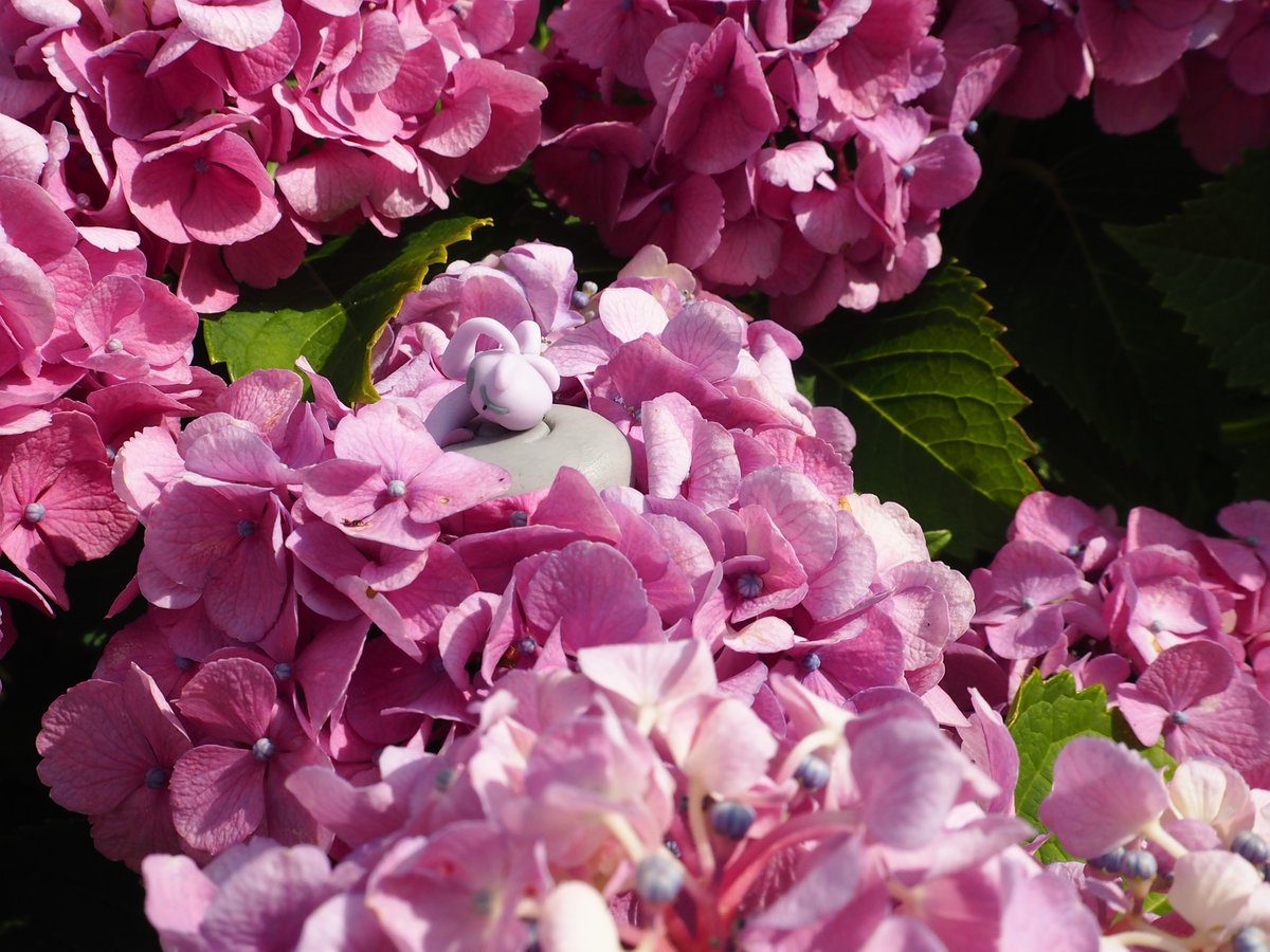 今週末は初めてのポケ写に挑戦してまいりました📸
アジサイの季節なのでアイコンのこの子と🐌