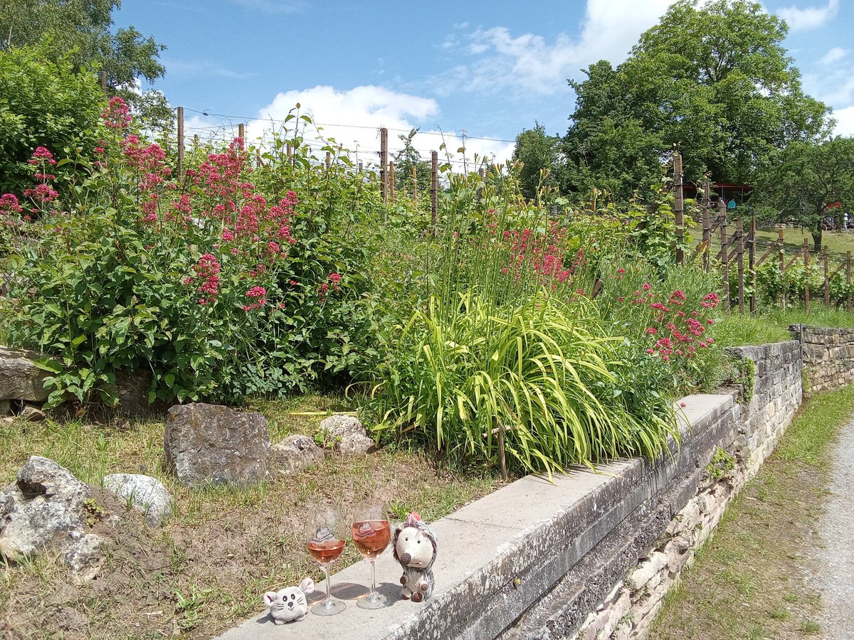 Helveticus Hedgehog tweet media