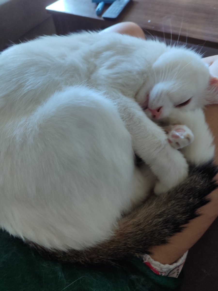 Yün yumağı gibi kıvrılıp uyumasına hastayım