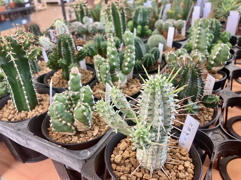 ガーデンセンター瑞穂店】 #多肉植物 の #ユーフォルビア 大集合