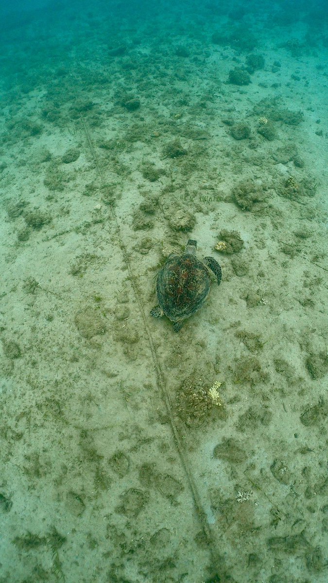 ゼログラヴィティ奄美大島 tweet media