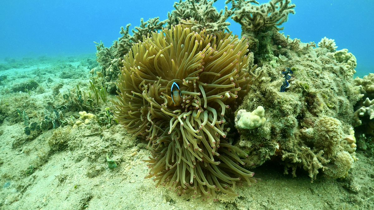 ゼログラヴィティ奄美大島 tweet media