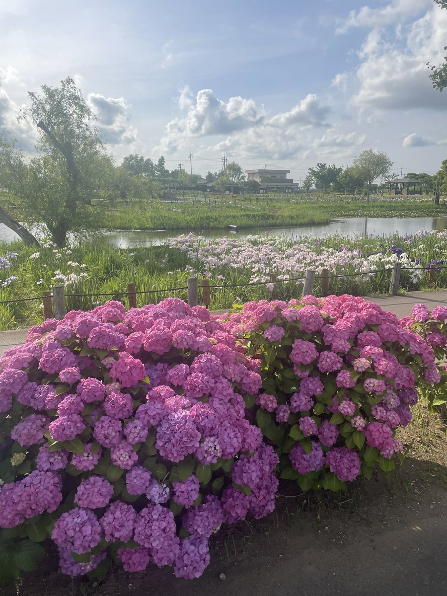 mogasupa's tweet photo. 水郷佐原あやめパーク
こちらはとても手入れされていて綺麗です
2024.6.8 https://t.co/FCDDqbvHxL