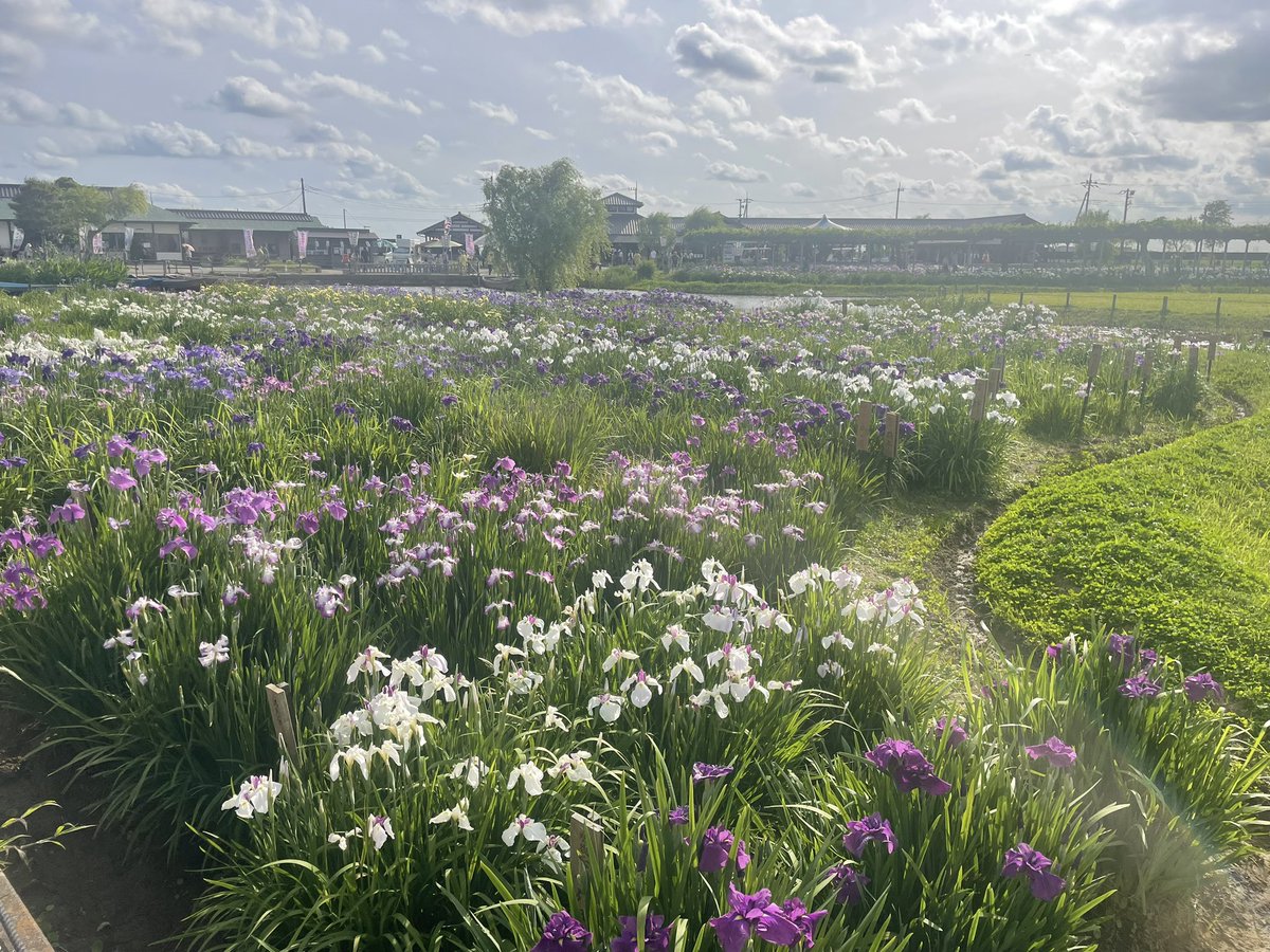 mogasupa's tweet photo. 水郷佐原あやめパーク
こちらはとても手入れされていて綺麗です
2024.6.8 https://t.co/FCDDqbvHxL