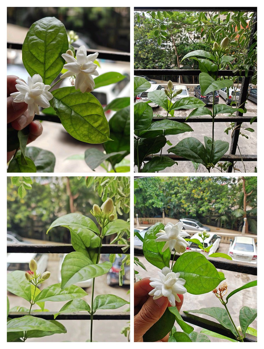 Shants_Cool's tweet photo. #Mogara fulala! A very fragrant Mogara blessed the Sunday! May you all have a blessed Sunday dear Xs!
#theme_pic_india_flowers https://t.co/eBvDrfzzs8