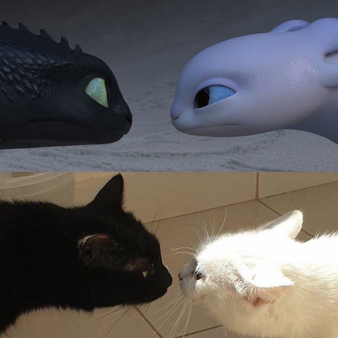 Punch Cat tweet media