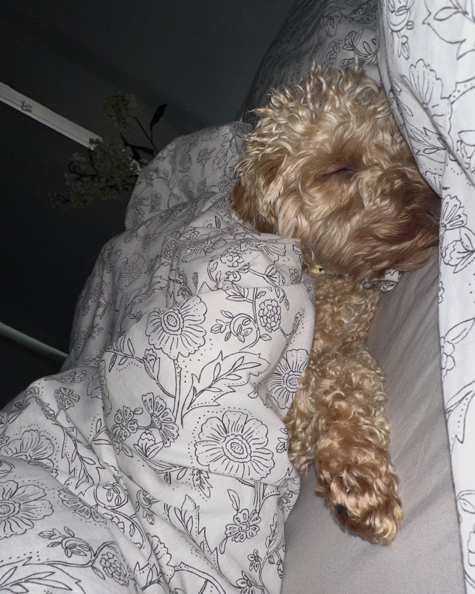 tamerawallwork_'s tweet photo. Woke me up at 06:33am on a Sunday scratching my head because he wanted to get under the quilt. Nearly an hour later he’s still snoring next to me and I’m wide awake 😂 https://t.co/exiHzYTujP