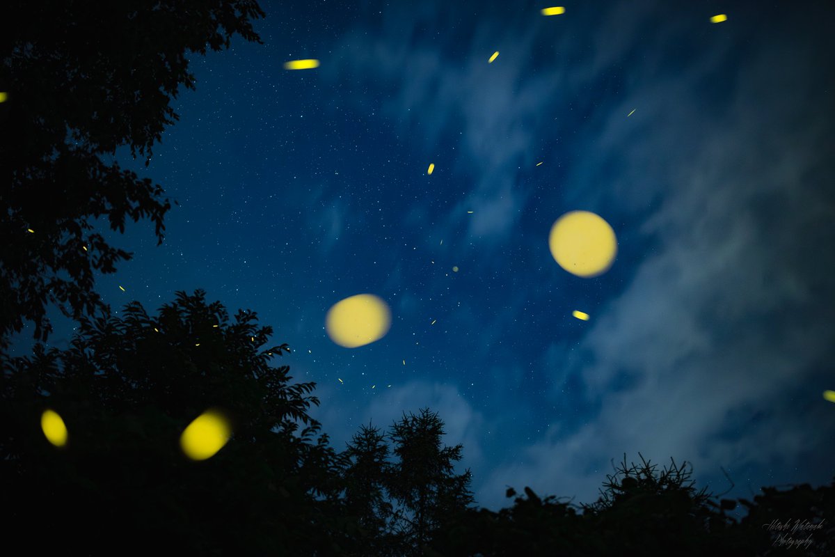 A47329866's tweet photo. 星空からそのまま降りてきたような
ヒメボタルの光跡

35mm https://t.co/DCNbCyh6DN
